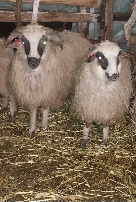 Vând berbecut brez s au schimb pe oaie de tinut