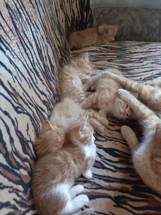 Отдам котят в хорошие руки