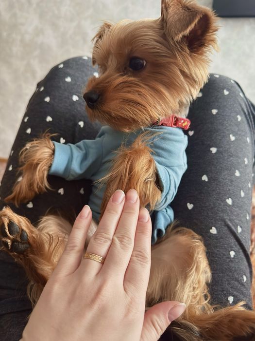 Ищем девочку для нашего Йорка