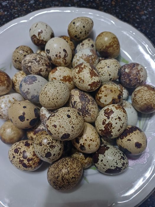 Франциядағы ең жақсы порно сайттар