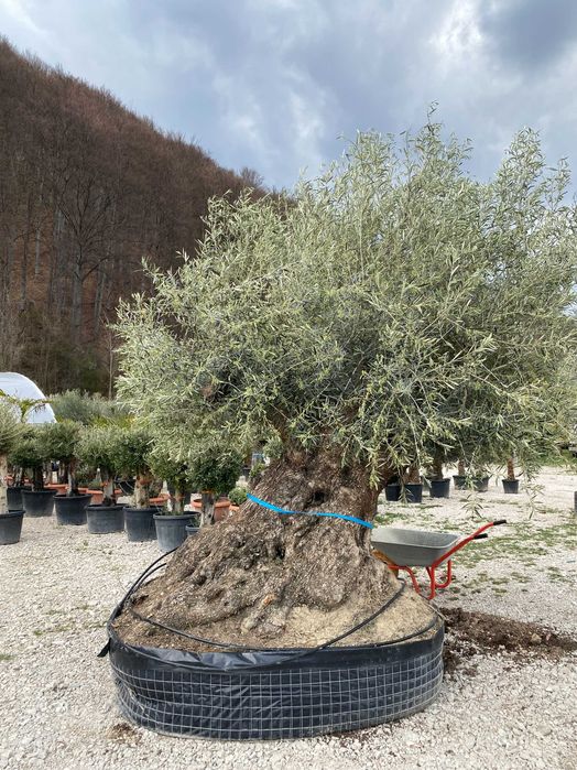 Plante Ornamentale pentru Exterior si Alei