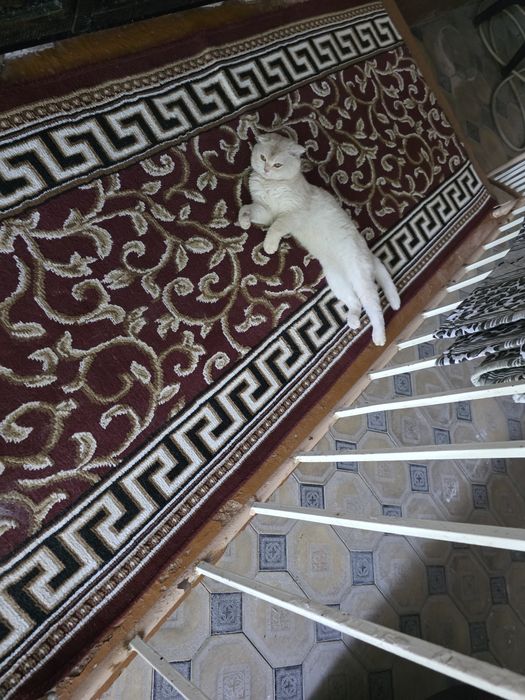 Британский бритшфолд продаётся