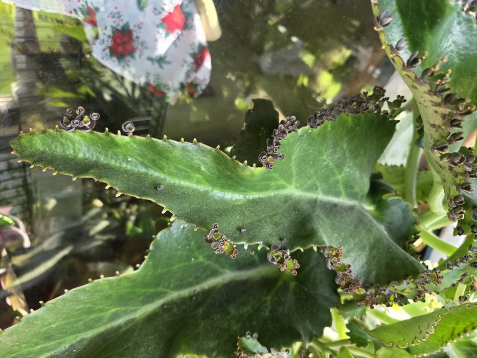 Лечебното каланхое Дегремонтиана