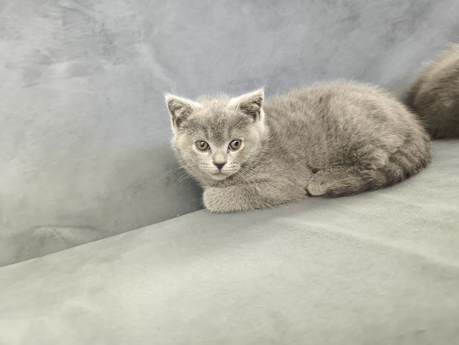 Scottish Fold 2026