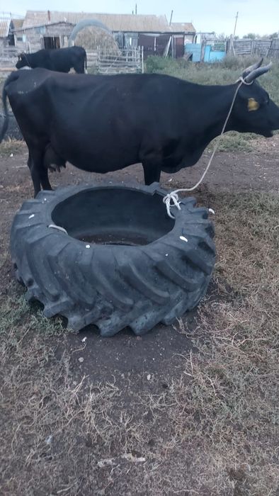 Продам корову дойную