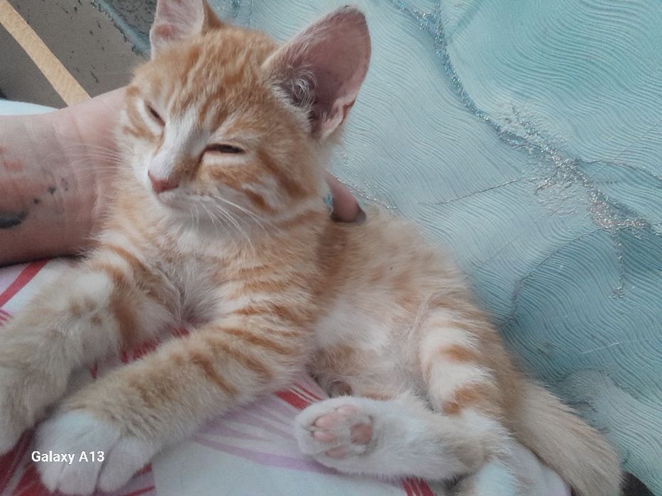 Отдам котёнка в добрые руки