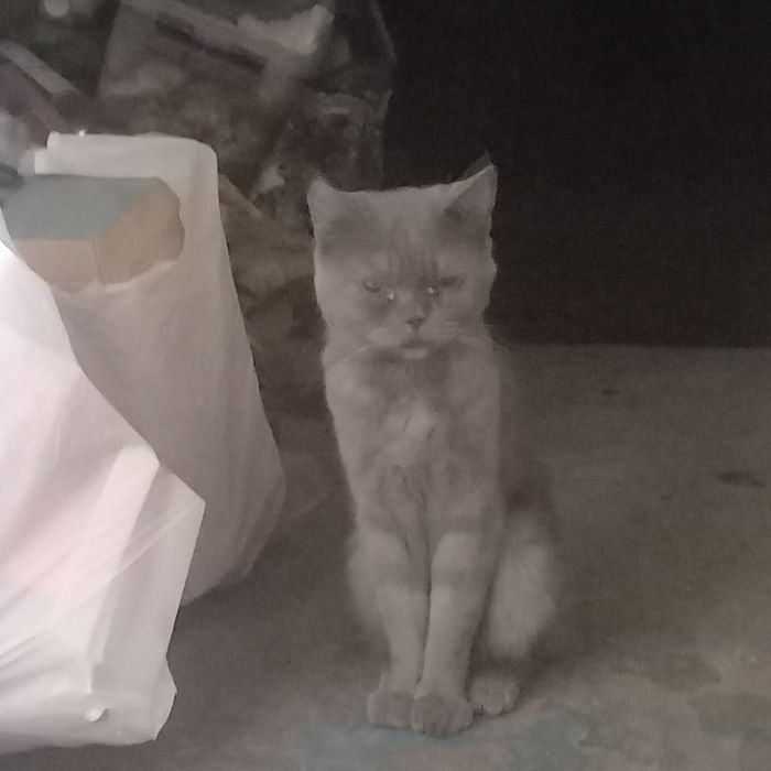 Кот домашний, добрый ,не кусается, породистый
