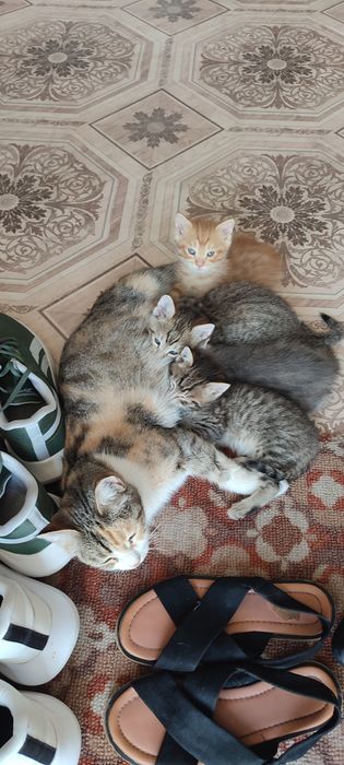 Отдам котят! 3 мальчика и 1 девочка