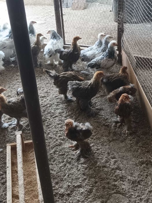 Brahma si cochinchina pui disponibili