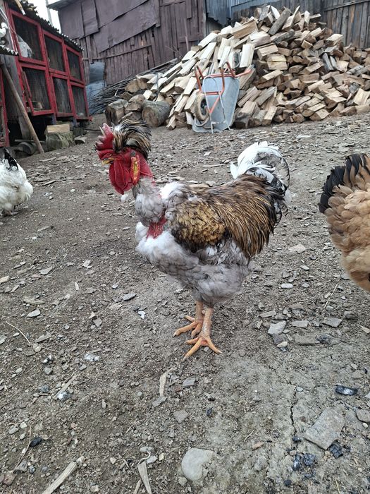 Cocoș golaș moțat