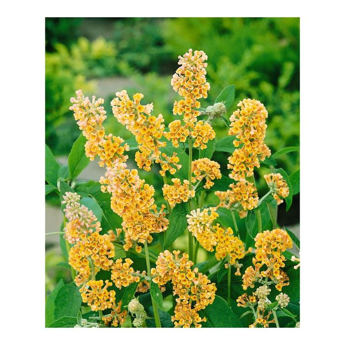 Буддлея. Кустарник длительного цветения.