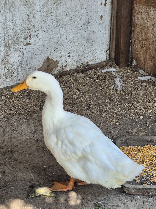 Rățoi pekkin varsta un an