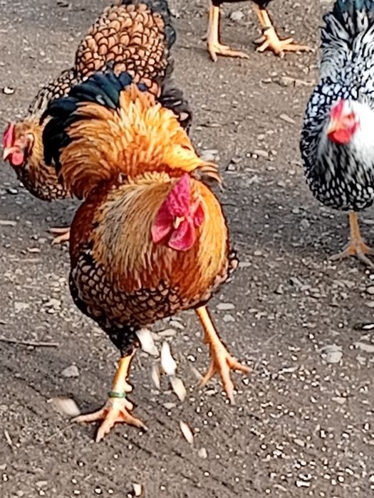 Vand cocoși tineri ,și oua pt incubat