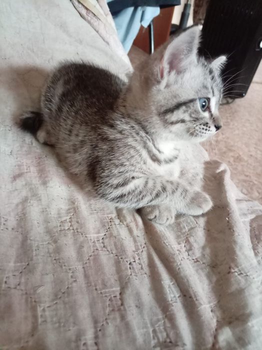 Отдам котенка в хорошие руки