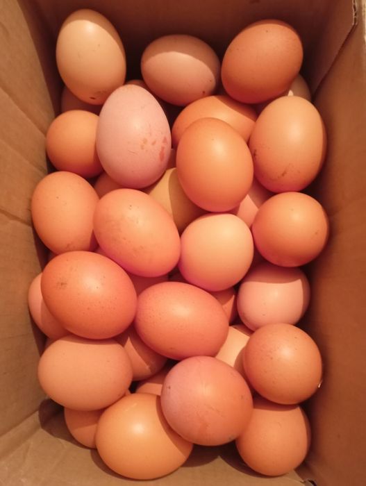 Яйца Домашние ...