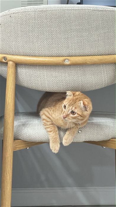 Вислоухий кот продается