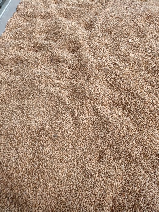 Triticale de vînzare