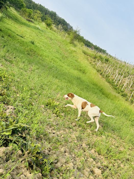 Donez catea in varsta de 2 ani si o catelusa de 3 luni
