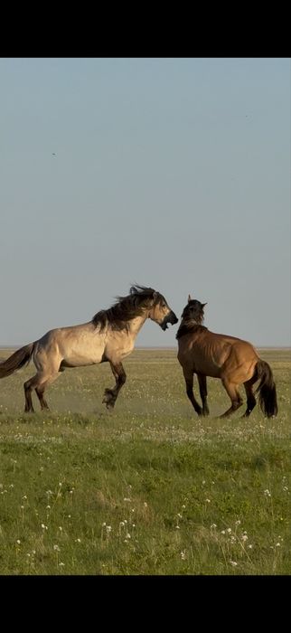 Айғыр сатылады мұғалжар башкир қаны бар