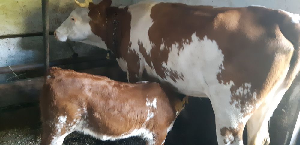 Vand juninca baltata romaneasca la prima fatare cu vitea de 2 luni