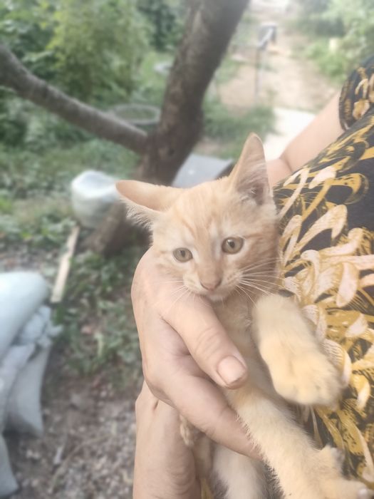 Котята, доставка до дверей