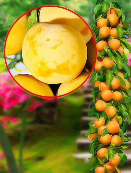 Pomi Fructiferi Columnari (Prun )