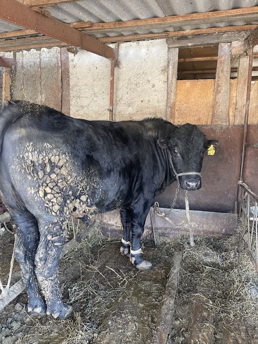 Продаю быков на мясо ,