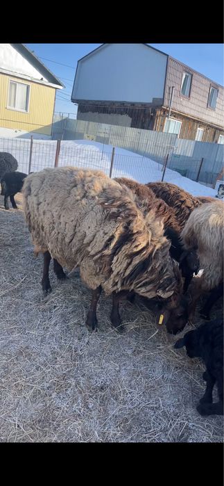 Продам Кошкар на племя  Гиссар