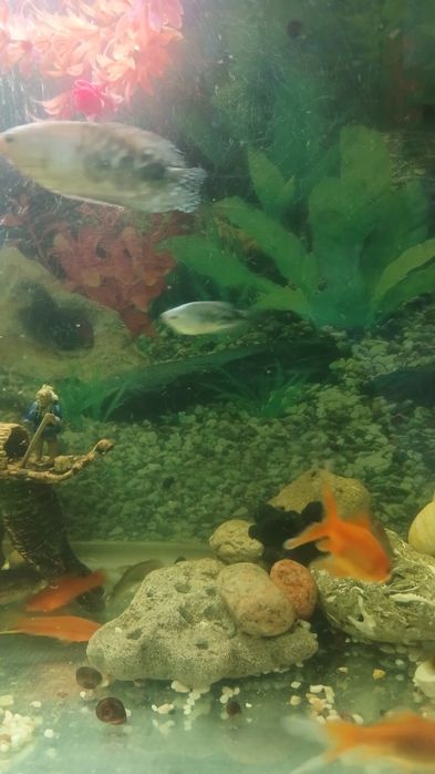 Заводская аквариум 60литр