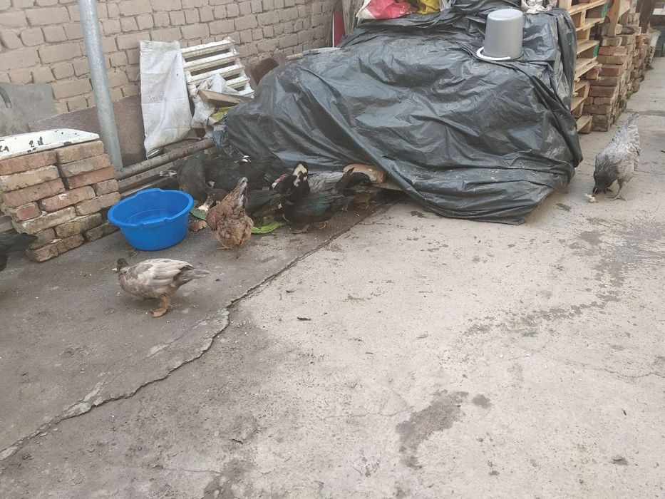 Срочна урдак товук сотилади далада бокилга тхумга якин касали йуп