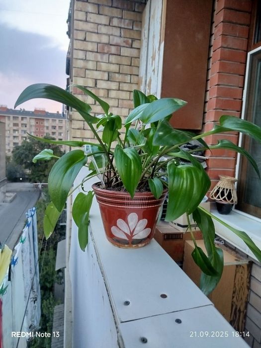 Комнатные растения