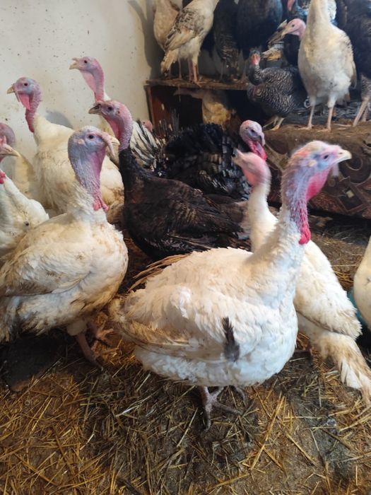 Curcani albi de carne