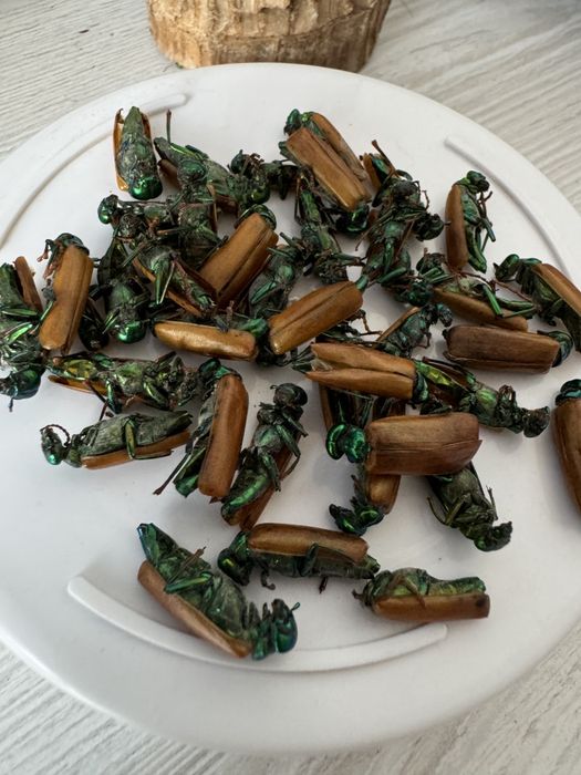 Алтын коныз майский жук золооотой жук