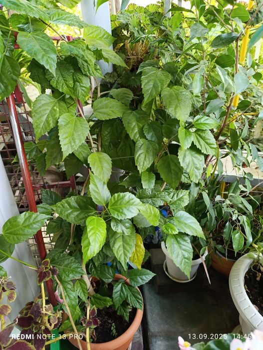 Продам комнатные цветы