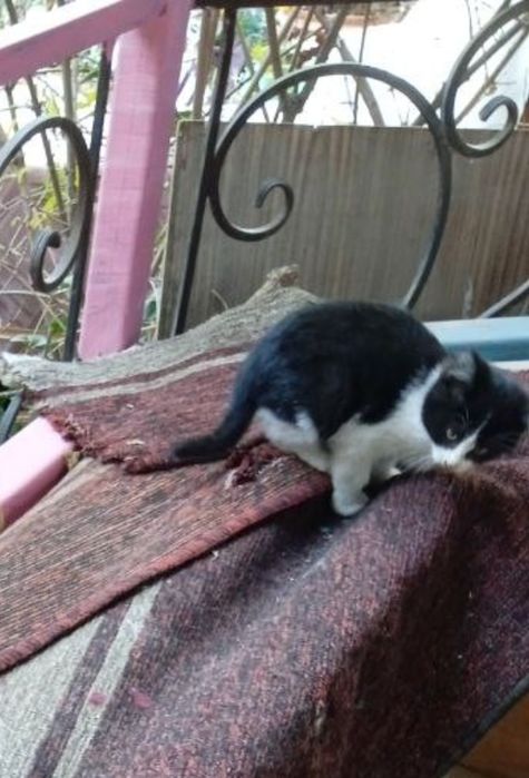 Котята 2х месячные