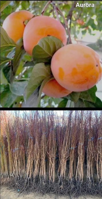 Visini-pomi fructiferi