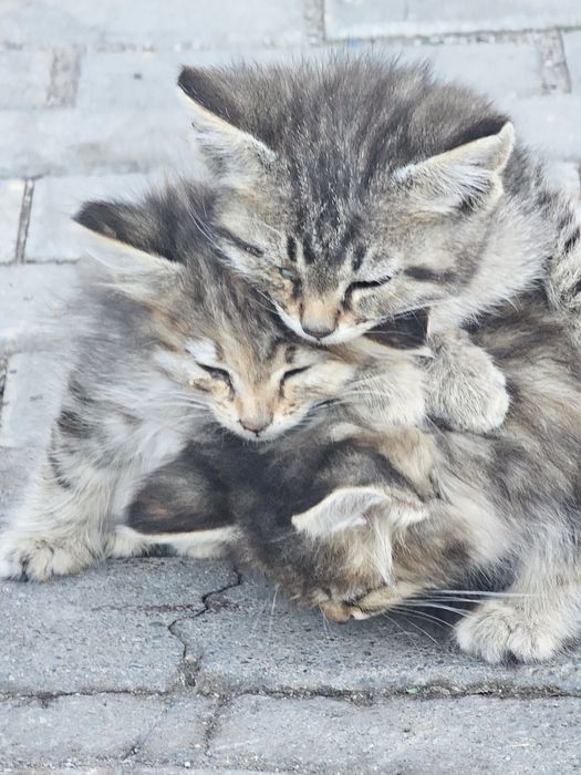 Нашли троих котят.