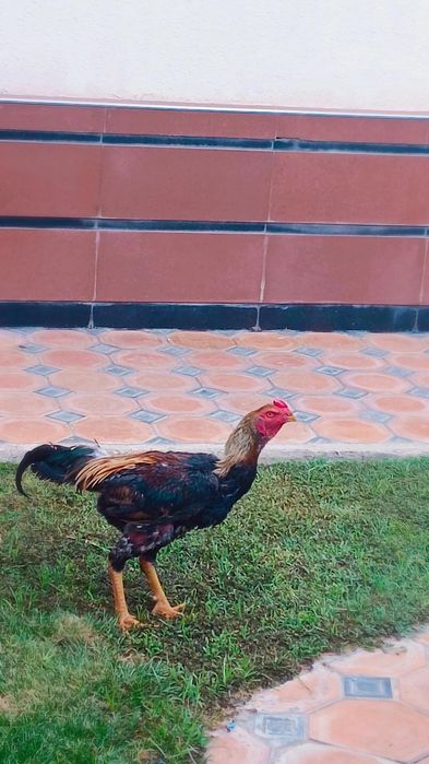 Kulangi jangchi xoroz sotiladi 1 yosh