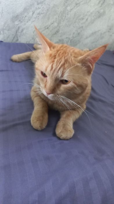Отдам в хорошие руки кот