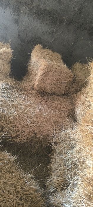 Пшен шоп сатылады доставка