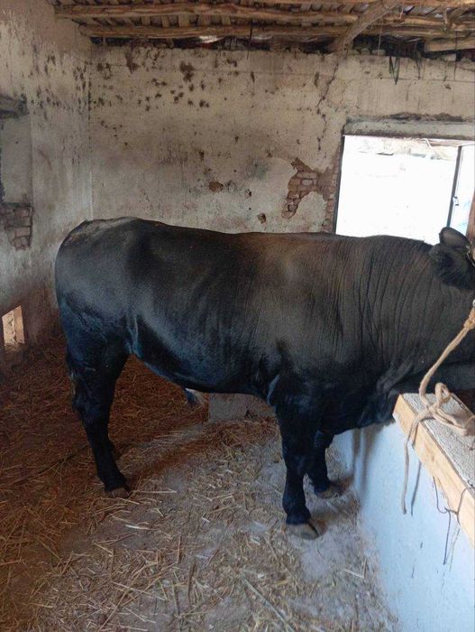 Мол 350 Якин  гушти бор