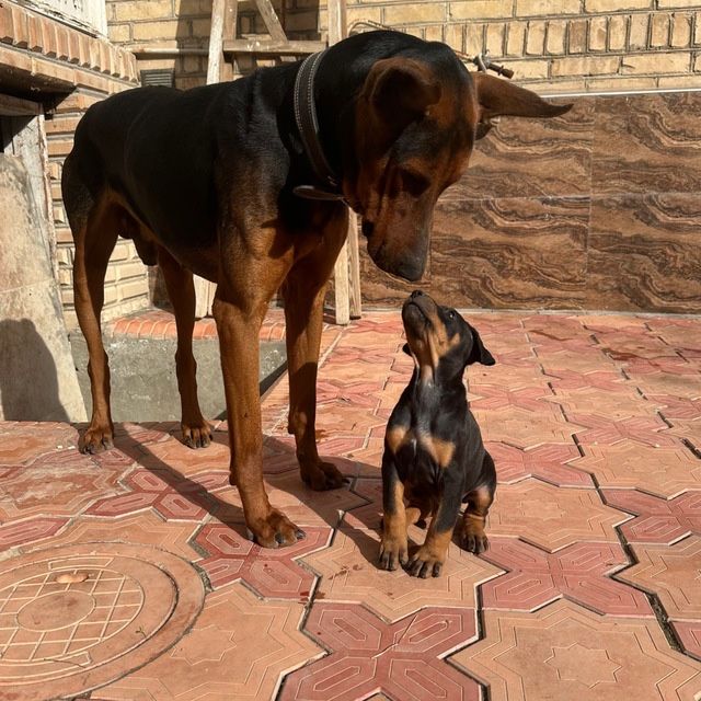 Вязка Добермана. В поисках девочки