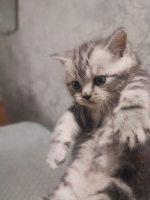 Продаются котята Британцы