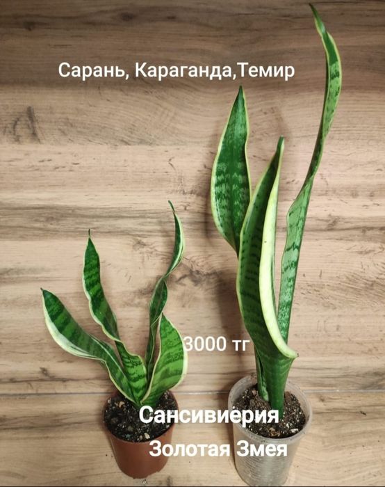 Суккуленты, кактусы,алоэ