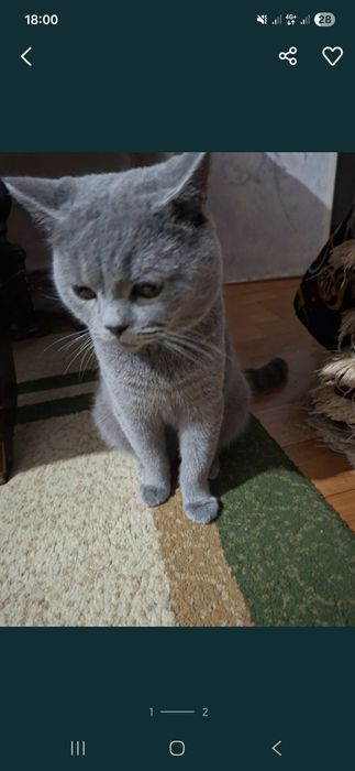 Биританиски шиншилла еркак ва айол 8-ойли ва 9- ойлик