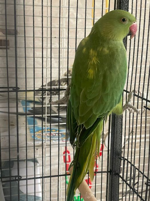 Продам  ожерелового попугая