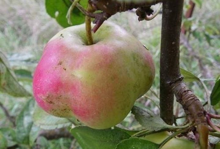 Mar (Soiul Apistar )