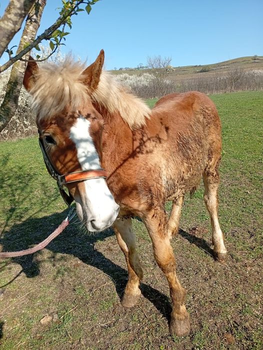 Vând mânz de 11 luni