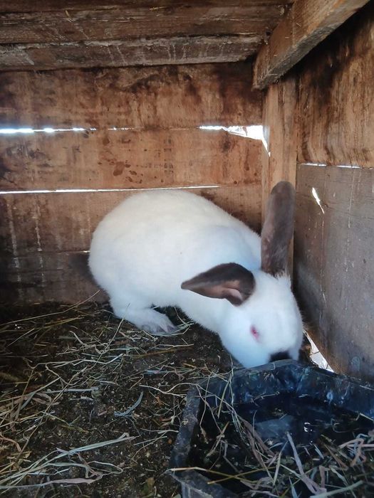 Vand iepuri urias de transilvania