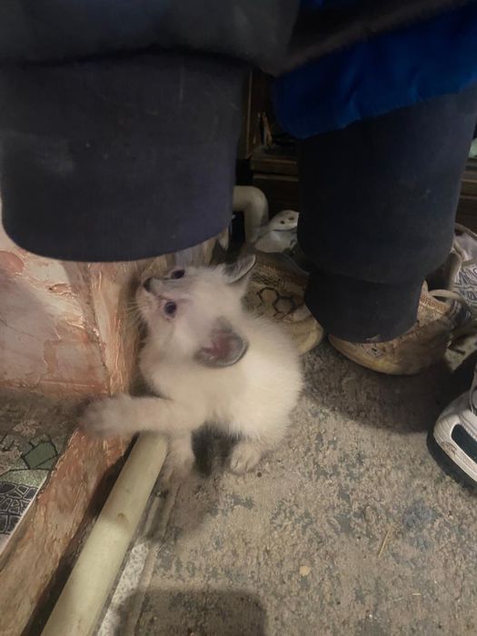 Отдам белых котят в хорошие руки